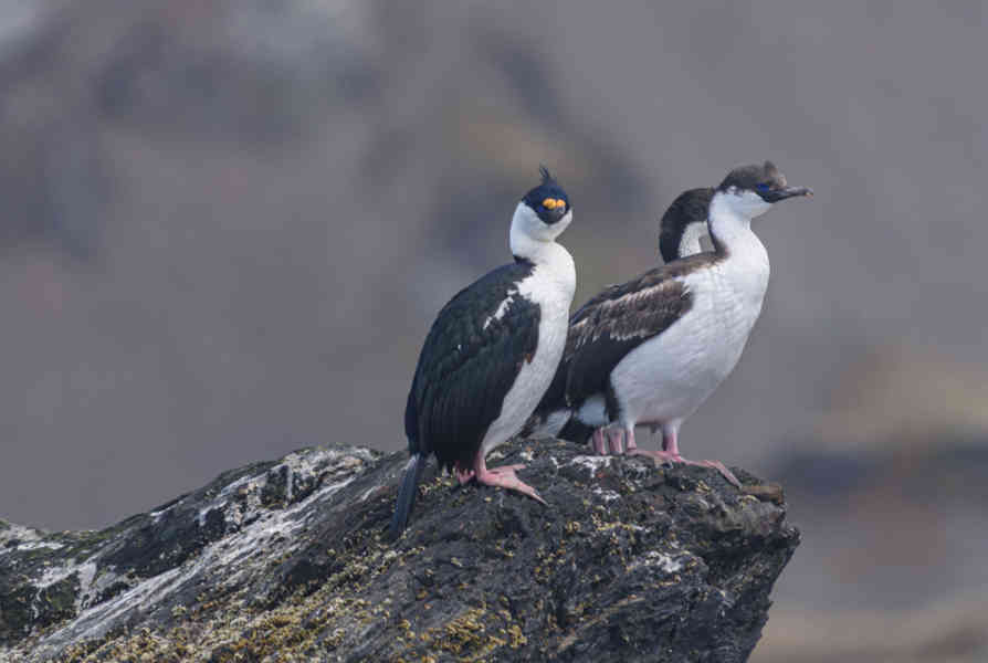 Cormoran Real -  islas Georgias del Sur 03.jpg
